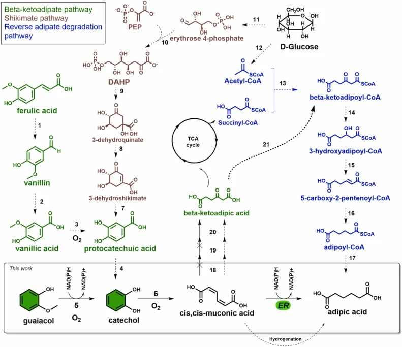 Overview of metabolic pathways for adipic acid production. The pathway reported in this study is represented by filled arrows. Alternative pathways reported in the literature are represented by dashed arrows. 1 = feruloyl-CoA synthetase (Fcs), enoyl-CoA hydratase/aldolase (Ech), 2 = vanillin dehydro