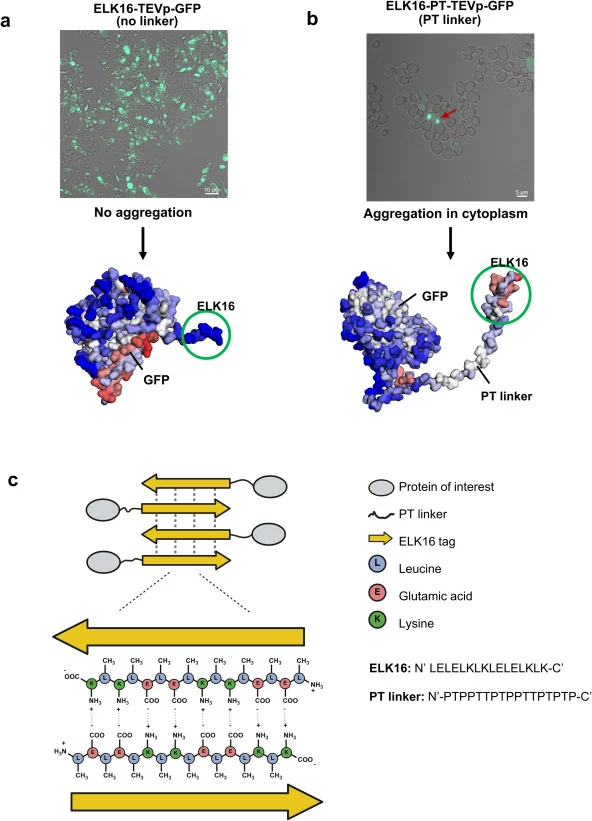 Secretion-peptide-directed ELK16 fusions form intracellular aggregates consistent with predicted structures. a) Confocal images of Y. lipolytica expressing XP-ELK16-GFP and b) XP-ELK16-PT-GFP, with the corresponding structural models from AlphaFold. Only the PT-linked construct (PT, a proline-threon