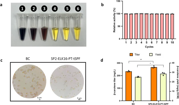 Application of a secretion tag-ELK16 combination in Y. lipolytica. a) Starch-iodine assay demonstrating amylase activities in ELK16-induced aggregates. 1: soluble starch (1 g/L) control; 2: SP2 empty-vector extract; 3: SP2-Amy (secretion tag only, no ELK16); 4–6: SP2-ELK16-PT-Amy aggregates. b) Reus