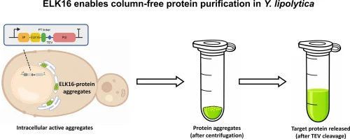 Secretion peptide-guided ELK16 aggregation enables column-fr