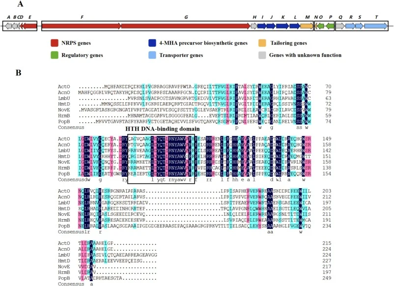 ActO的生物信息学分析。(A) S. antibioticus ZS中放线菌素的生物合成基因簇。黑色方框标示的基因为共转录。(B) ActO与其他LmbU家族调控因子的氨基酸序列比对。HTH DNA结合结构域以黑色方框标示。