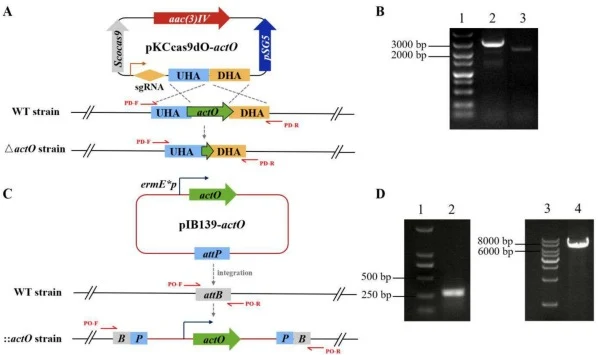 Construction of actO deletion mutant and overexpression strain. (A) Schematic diagram of the construction of actO deletion mutant (△actO strain). (B)PCR verification of △actO strain. Lanes 1, DNA marker; lane 2, amplicon from WT strain (2844 bp); lane 3, amplicon from △actO strain (2262 bp). (C)Sche