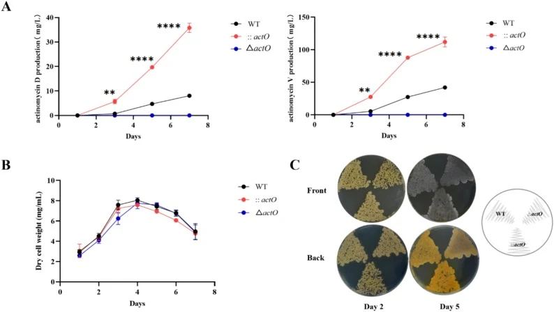 Effects of ActO on actinomycins production and cell growth. (A) Comparative yields of actinomycin D and actinomycin V in WT, △actO and::actO strains fermentated for 7 days. (B) Growth curves of WT, △actO and::actO strains fermentated for 7 days. (C) Morphological observation of the WT, △actO and::ac