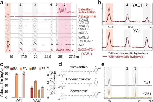 Screening and characterization of esterification enzymes. (a) Qualitative HPLC analysis of carotenoids extracted from strains harboring XES or DGAT. “t” stands for “truncated”. Peaks: 1, astaxanthin; 2, phoenicoxanthin; 3, canthaxanthin; 4, echinenone; 5, β-carotene; 6, esterified carotenoid. (b) HP