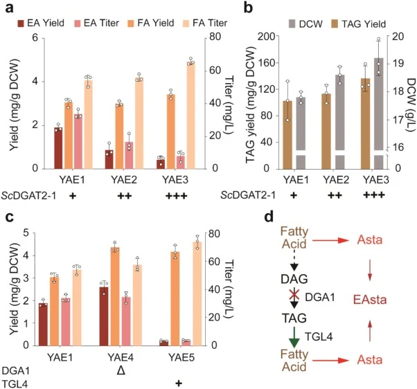 Effects of ScDGAT2–1 copy number and lipid flux modulation on astaxanthin biosynthesis and lipid accumulation. (a) Astaxanthin production in strains harboring 1–3 copies of ScDGAT2–1. EA: esterified astaxanthin; FA: free astaxanthin. (b) Triacylglycerol (TAG) content and dry cell weight (DCW) in str