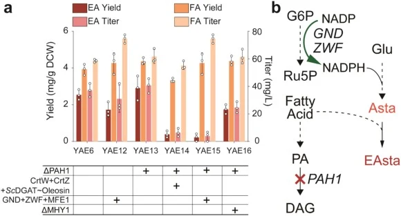 Optimization of carbon fluxes by deleting PAH1 and overexpressing enzymes involved in precursor biosynthesis, and the effect of MHY1 deletion. (a) Free and esterified astaxanthin production profiles of strains YAE12–16. EA: esterified astaxanthin; FA: free astaxanthin. Data represent mean ± SD (n =