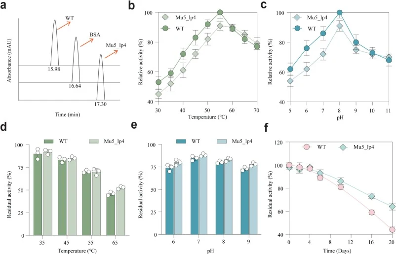 Verification of the oligomeric state and biochemical characterization of WT PyNP and Mu5_lp4. (a) Schematic diagram of SEC elution profiles of WT, BSA, and Mu5_lp4. (b) Effect of different temperatures on the enzymatic activity of engineered monomer Mu5_lp4 and WT. (c) Effect of different pH conditi