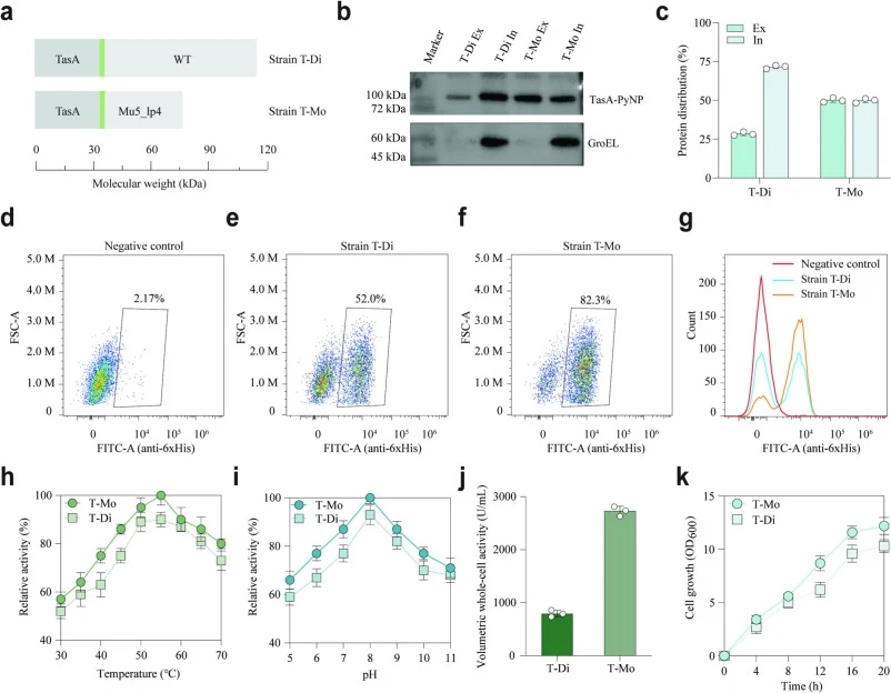 Extracellular display and functional characterization of PyNP variants fused to TasA. (a) Design and molecular weight comparison of WT and monomerized Mu5_lp4 displayed on TasA fibers. (b) Representative Western blot analysis of the extracellular and intracellular fractions of strains T-Di and T-Mo.