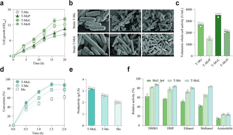Chassis morphology remodeling enhances biocatalytic performance and solvent tolerance. (a) Growth profiles of T-Mo, T-MoP, T-MoL, and T-MoS during cultivation. (b) Representative scanning electron microscopy images of T-Mo and T-MoL at the indicated magnifications. (c) Volumetric whole-cell activiti