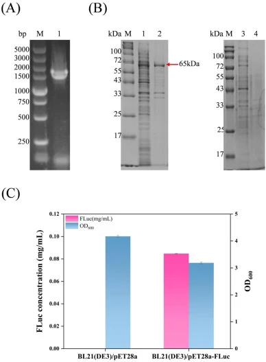 Heterologous expression of FLuc in E. coli BL21(DE3). (A) PCR amplification of FLuc gene. Lane M: DNA marker; lane 1: FLuc gene (1632 bp). (B) SDS-PAGE analysis of E. coli BL21(DE3)/pET28a-FLuc induced with 0.4 mM IPTG at 20°C for 20 h. Lane M: protein molecular weight marker; lane 1: intracellular