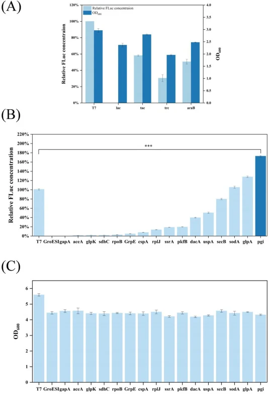Characterization of endogenous promoters in E. coli. (A) Effects of inducible promoters on FLuc productivity and recombinant strains growth. (B) Effects of constitutive promoters on FLuc productivity. (C) Effects of constitutive promoters on recombinant strains growth. The values are the means of th