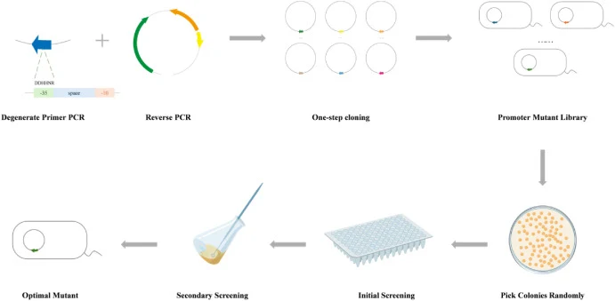 Procedures for construction and screening of promoter mutant library. Firstly, the promoter fragment (obtained by degenerate PCR targeting the −35 region of the pgi promoter) and the vector backbone fragment (obtained by inverse PCR) were assembled via one-step cloning to generate the promoter mutan
