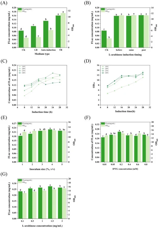 Effects of fermentation conditions on cell growth and FLuc production in E. coli BL21(DE3)/pET28a-FLuc/pGroES. (A) Culture medium types. (B) Timing of L-arabinose induction (before: L-arabinose was added simultaneously with the seed culture; same: L-arabinose was added simultaneously with IPTG; afte