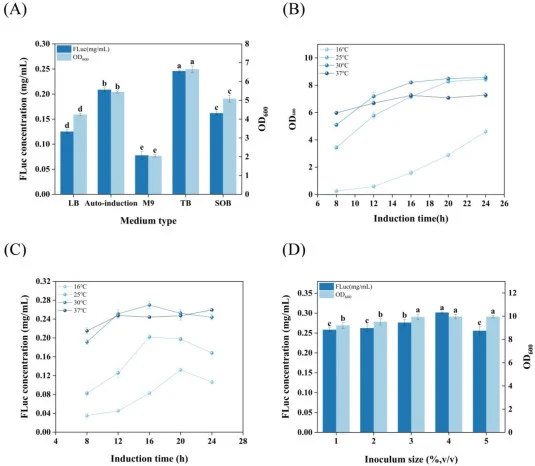 Effects of fermentation conditions on expression of FLuc in E. coli BL21(DE3)/pET28a-Mpgi-FLuc. (A) Culture medium types. (B-C) fermentation temperature and duration. (D) Inoculum sizes. Unless otherwise stated, the next condition optimization is carried out on the basis of the previous condition op
