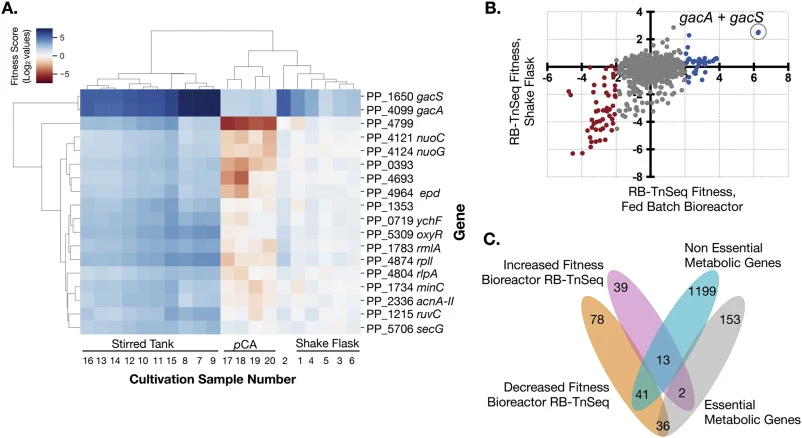 Identification of P. putida Enhanced Growth Mutants. a) Hierarchically-clustered heatmap generated using average linkage and euclidean distance metric for 18 gene mutants with enhanced fitness (fitness value greater than 1.5) across all bioreactor conditions compared to fitness values under laborato