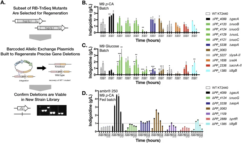 Assessment of Indigoidine Production in Barcoded Deletion Strains Across Scales. A. Workflow to reconstruct barcoded deletion mutants identified in the RB-TnSeq high throughput assay. B. Indigoidine production in batch mode using pCA as carbon source C. Indigoidine production in batch mode using glu