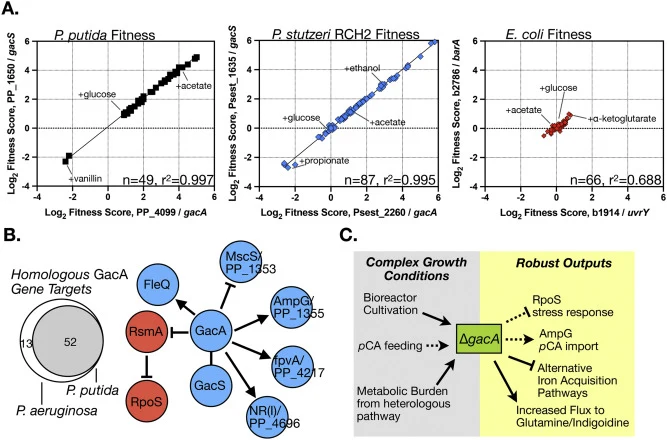Functional Differences Between Pseudomonas GacS-GacA Signaling Systems And E. coli Homolog BarA-UvrY. A. Meta-analysis of cofitness values for GacS-GacA mutants from publicly available RB-TnSeq carbon source datasets. Data from P. putida, P. stutzeri and E. coli are plotted on the same scale. B. Upr