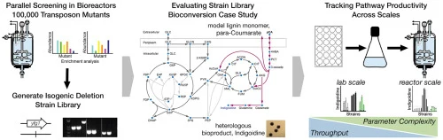 Engineering Pseudomonas putida for efficient aromatic conver