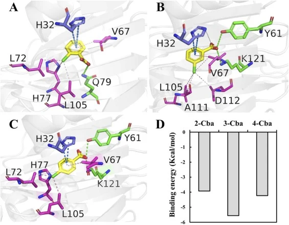 Interaction forces and binding energies between substrates 2-Cba, 3-Cba, and 4-Cba and variant Step13. A–C. Interaction forces between 2-Cba, 3-Cba, and 4-Cba and variant Step13, respectively. Dark blue indicates π-π interactions, light green indicates hydrogen bond interactions, and light pink indi