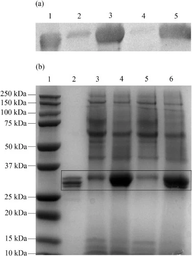 (a) 毕赤酵母发酵液中scFv的Western blot。泳道1:阳性对照(大肠杆菌scFv);泳道2:批次1诱导前;泳道3:批次1诱导后;泳道4:批次2诱导前;泳道5:批次2诱导后。(b) 毕赤酵母发酵液中scFv的SDS-PAGE及考马斯亮蓝染色。泳道
