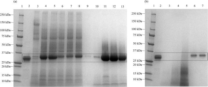 SDS-PAGE及考马斯亮蓝染色分析不同吸附pH(4.0、4.5、5.0、5.5、6.0)下流穿+洗涤(FT+W)、洗脱(E)和再生(R)组分的图谱。(a) 泳道1:Marker;泳道2:scFv标准品;泳道3:未甲醇诱导的上清;泳道4:FT+W pH 4.0;泳道5:FT+W pH 4.5。