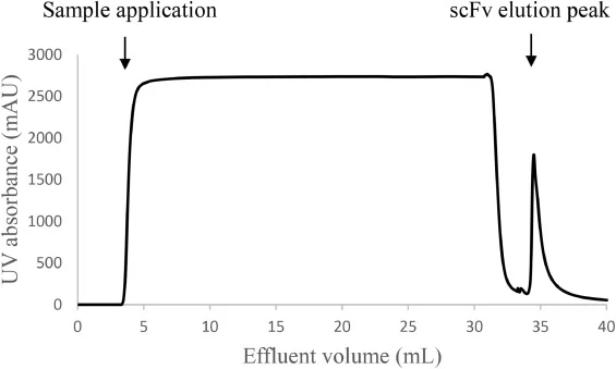 Adsorption pH-optimized chromatogram of MMC-MPCA for scFv purification. RT: 1 min., pH: 5.5, scFv load: 11.1 mg. Elution of the protein was achieved using 50 mM phosphate buffer pH 8.5 with added 150 mM NaCl.