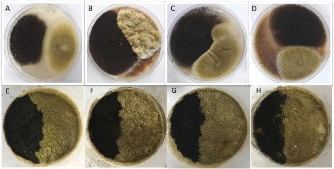 Front view of the Petri dishes from the interaction assay between A. niger (black fungus) and A. oryzae (green fungus) grown on: (A) PDA, (B) WF, (C) SH, (D) BSG, and on the fermentation formulations corresponding to (E) System A, (F) System B, (G) System C, and (H) System D.