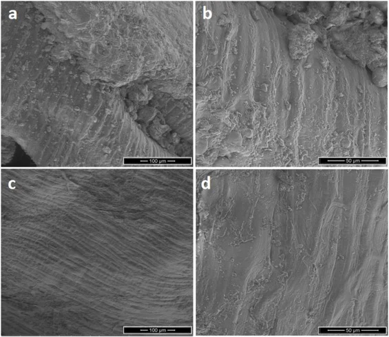 SEM micrographs of fermented biomass microstructure. (A-B) Pre-fermentation biomass showing intact lignocellulosic structure at 500 × magnification. (C-D) Post-fermentation biomass showing irregular surface morphology and structural disorganization at 1500 × magnification, indicating efficient polys