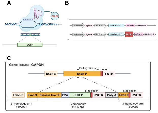 Experimental strategy for EGFP knock-in into the GAPDH locus using PALB2-fused Cas9. (A) Strategy of using PALB2-fused Cas9 for EGFP tagging at the end of the hGAPDH gene in HEK293T cells. (B) The structure of the optimized PALB2-fused Cas9 vector. A U6-driven gRNA expression cassette and chicken β-