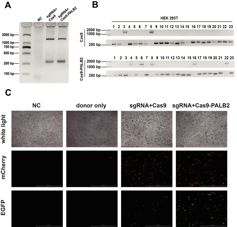 Gene editing systems can achieve EGFP integration. (A) PCR detection of the constructed CRISPR system for target gene integration. Agarose gel electrophoresis results show predicted KI in the GAPDH locus with either PALB2-fused or un-fused Cas9 editing. PCR product integrated with EGFP is 1519 bp; w