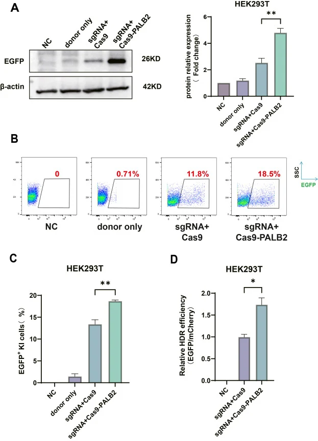Coupling CRISPR and PALB2 increases HDR efficiency in 293T cells. (A) In the PALB2-fused or unfused CRISPR system, labeled EGFP was determined by Western blotting. The results showed that when the CRISPR system was fused with PALB2, the expression level of EGFP protein was higher than that in the ca