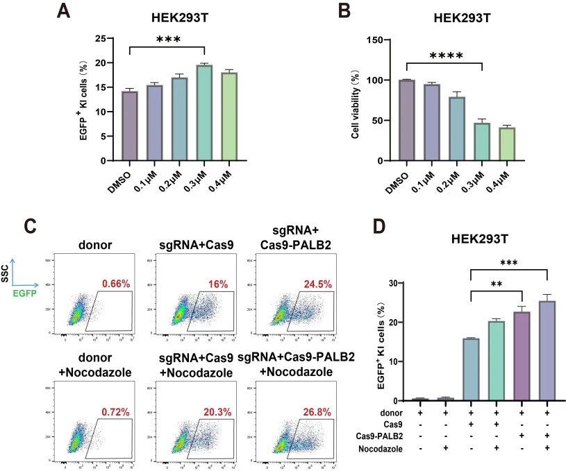 The combination of PALB2-fused Cas9 and Nocodazole improves HDR in 293T cells. (A) Nocodazole at the dose range of 0.1–0.4 μM demonstrated a significantly enhanced HDR rate in 293T cells using the unmodified CRISPR system and donor for EGFP KI in the GAPDH locus shown in Fig. 1C. (B) Cell viability