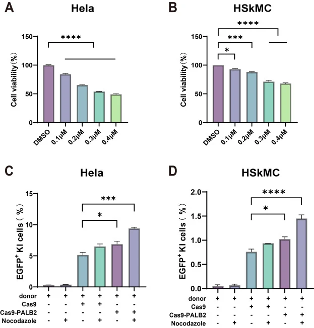The combination of the PALB2-fused CRISPR and small molecule greatly increases HDR in multiple cells. (A, B) Cell viability tested by the CCK-8 assay after 48 h treatment of small molecule (0.1–0.4 μM Nocodazole) in HeLa and HSkMC cells. (C, D) Testing the combinational effect of Cas9-PALB2 and Noco