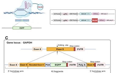 Cas9-PALB2融合蛋白显著提升CRISPR/Cas9