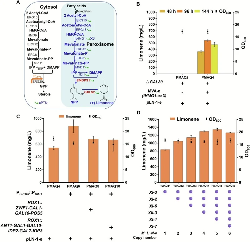 Limonene overproduction in the peroxisome of S. cerevisiae CEN.PK2-1D. (A) Engineering orthogonal limonene biosynthesis in the compartmentalized peroxisome. The native pathway is shown in black. The engineered pathway is displayed in blue, with heterologous SlNDPS1 and CltLS2 shown in red. The nativ