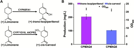 Biosynthesis of (+)-trans-isopiperitenol and (+)-cis-carveol in the limonene-overproducing platform. (A) (+)-trans-Isopiperitenol and (+)-cis-carveol formed from hydroxylation of limonene catalyzed by CYP65FA1 and CYP71D18, respectively. (B) Production of (+)-trans-isopiperitenol and (+)-cis-carveol