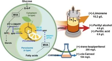 Compartmentalized orthogonal biosynthesis for boosting limon
