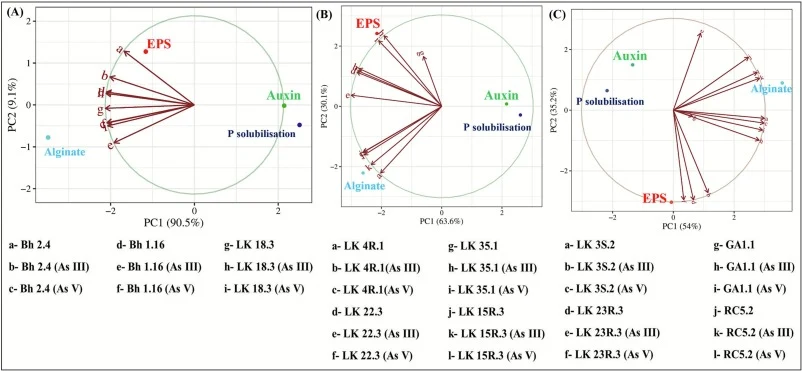 不同植物促生性状与亚砷酸盐[As(III)]甲基转移酶(A)、亚砷酸盐[As(III)]氧化酶(B)及砷酸盐[As(V)]还原酶(C)活性的相关性分析。