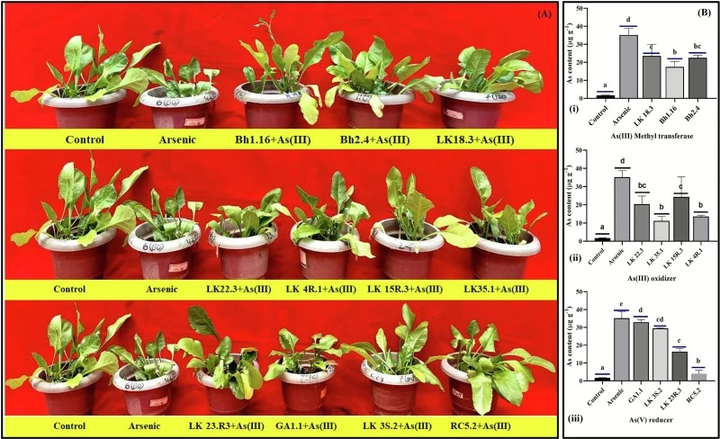 Effect of arsenic-tolerant bacterial inoculation on the growth (A) and arsenic content (B) of Spinach oleracea shoot in the presence of arsM (i) aioA (ii) arsC (iii) containing strains. Vertical bars indicate mean ± S.D. of three replicates. Variances among mean values represented through letters de