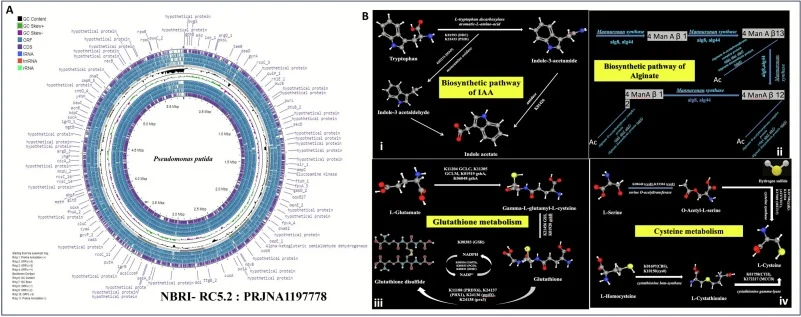 Circular representation of the Pseudomonas putida NBRI-RC5.2 genome (A) and KEGG-annotated metabolic pathway architecture (B); annotated in Pseudomonas putida NBRI-RC5.2 genome as Indole acetic acid (i); Alginate (ii); Glutathione (iii), and Cysteine (iv).