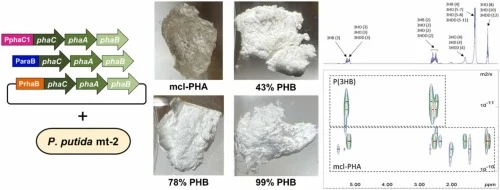Microbial synthesis of polyhydroxyalkanoate blends with engi