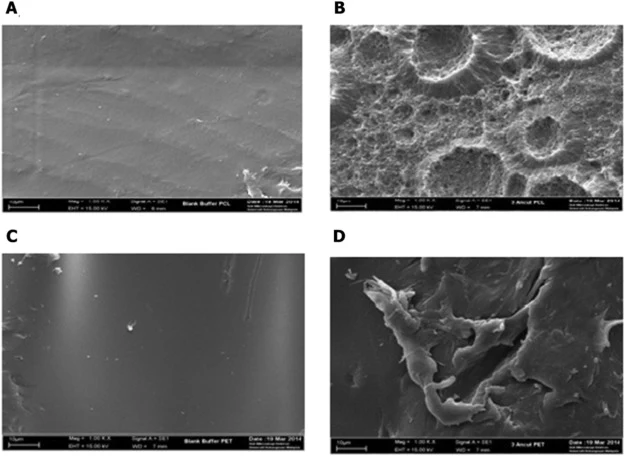 SEM micrograph (1000 × magnification) of the surface of PCL and PET pellets with and without treatment with AnCUT3. (A) PCL in phosphate buffer (pH 5) (negative control). (B) PCL treated with AnCUT3. (C) PET in phosphate buffer (pH 5) (negative control). (D) PET treated with AnCUT3 cutinase.
