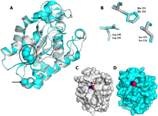 The structural model of AnCUT3 and the crystal structures of A. oryzae cutinase. (A) Schematic representation of the superimposed model of AnCUT3 (gray) with the cutinase of A. oryzae (cyan) (PDB: 3GBS). The disulfide bridges are shown as spheres; arrows indicate the presence of disulfide bonds in b