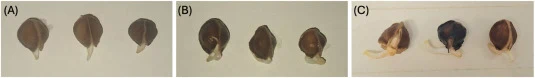 辣木种子在不同时间点的萌发进程。(A) 萌发第4天;(B) 萌发第6天;(C) 萌发第8天。