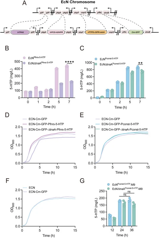 Genomic integration and in vitro evaluation of the 5-HTP biosynthetic pathway in E. coli Nissle 1917. (A) Schematic illustration of the modular genomic integration of 5-HTP biosynthetic pathway, together with BH4 biosynthesis and regeneration modules, into distinct loci of the EcN chromosome. A chlo