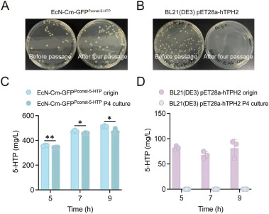 Genome-integrated 5-HTP biosynthetic EcN maintains stable production after serial passage. (A) Colony images of genome-integrated EcN-Cm-GFPPconst−5−HTP before and after passage. (B) Colony images of plasmid-based BL21(DE3) pET28a-hTPH2 before and after passage. (C and D) 5-HTP production of EcN-Cm-