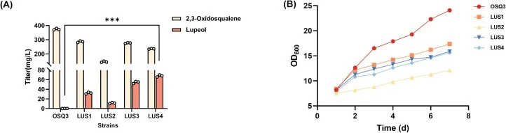 Construction of a Saccharomyces cerevisiae strain for the heterologous synthesis of lupeol. (A) Production of 2,3-oxidosqualene and lupeol by engineered strains. OSQ3 was used as the chassis strain, which was transformed with a free plasmid expressing a single or double copy of the AtLUP1 gene to ob