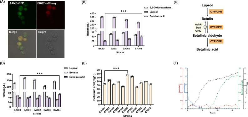 Optimization of the compartmentalized betulinic acid synthesis pathways. (A) The AAM-B localization signal peptide can successfully localize the target proteins to lipid droplets of Saccharomyces cerevisiae. (B) Accumulation of 2,3-oxidosqualene, lupeol, and betulinic acid in S. cerevisiae with lipi