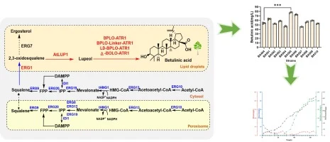 De novo biosynthesis of betulinic acid in engineered Sacchar