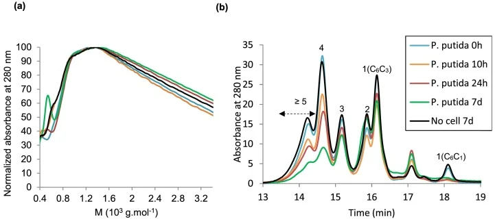 HPSEC analysis of DHP in culture supernatants: (a) Apparent MM distribution of the acetylated APPL (polymer peak normalized with respect to the maximum absorbance and the sample acetylated amount; mixed C type PL-gel column) (b) HPSEC profiles of the acid-soluble CH2Cl2/EtOAc extracts (100 Å PL-gel